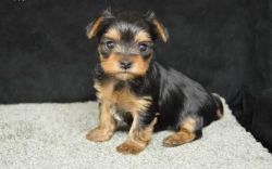 Tiny Tea Cup Yorkshire Terrier, Puppies For Homes