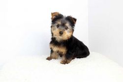 Peaceful and playful Yorkie Puppies