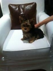 Cute male and emale yorkie puppies for sale .