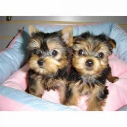 Cute Yorkie Puppies For A Loving Home