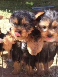 Trained Teacup Yorkie Puppies