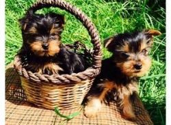 Two Amazing & Cute Yorkie Puppies For New Homes