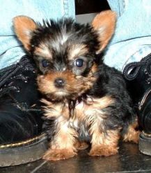 Healthy Teacup Yorkies Available To Good Homes