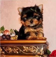 male and female Yorkie Puppies available
