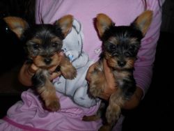 Pedigree With Papers Toy Yorkies