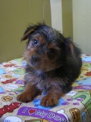 Male Yorkshire Terrier puppy