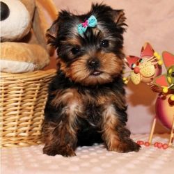 Yorkie Puppy meant your heart
