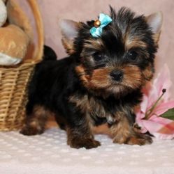They are purebred Yorkie