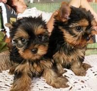 cute yorkie puppies
