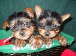 Yorkie puppies for small rehoming fee