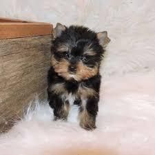 Akc Parti Yorkie & Parti Carrier Males