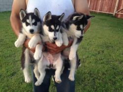 Three Husky Puppies(xxx) xxx-xxx7