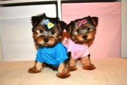 Tiny Teacup Yorkie Puppies For Free Adoption