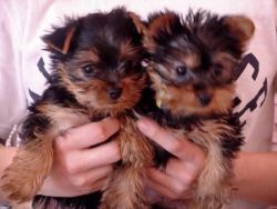 cute and adorable yorkie pups