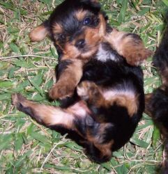for new homes male and female yorkie babeis