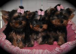 Adorable AKC Yorkie Puppies