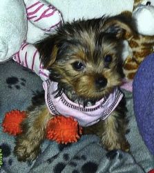 Tiny 11 Weeks Teacup Yorkie Puppies For New Homes