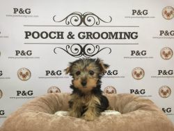 Yorkshire Terrier - Pumba - Male