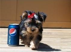 Teacup yorkie puppies for any pet lover.