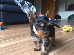 Adorable Yorkie puppies Available