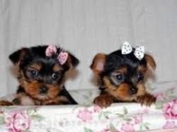 Adorable yorkshire terrier puppies available