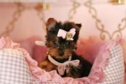 Adorable Teacup Yorkie Puppies for sale