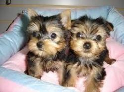 Gorgeous Tiny Yorkie Puppies For Sale