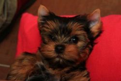 Akc Registered Yorkie M&f Looking For New Home