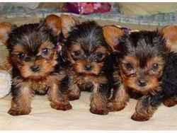Teacup Yorkie Puppies Available..