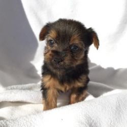 Akc Male And Female Yorkshire Terrier Puppies