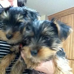 lovely lettel yorkie puppies for adoption