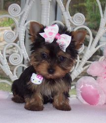A Loyal, Affectionate, Teacup Yorkshire Terrier!