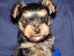 Teacup Yorkshire Puppies Available!!