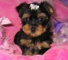 male yorkie pup now available