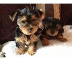 Cutie Yorkie Puppies Available for adoption