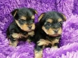Nice and Healthy yorkie Puppies Available