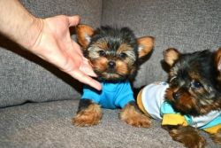 great yorkie for nice home