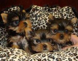 Yorkshire Terrier Puppies 4-Sale
