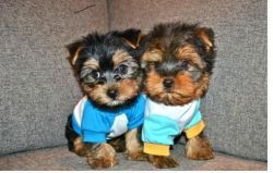 Cute Yorkie Puppies(xxx) xxx-xxx3