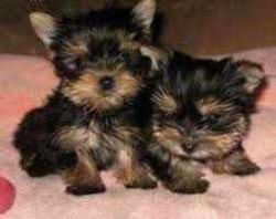 yorkies available for sale