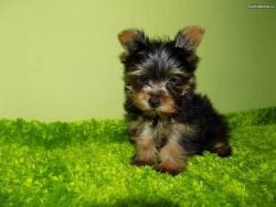 Lovely Yorkie puppies for adoption