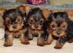 Teacup yorkie puppies for loving homes