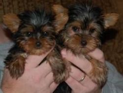 Well Trained Yorkie Puppies $400.00