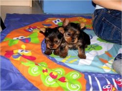sweet yorkie puppies available
