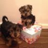 I have a male and female Yorkie puppy