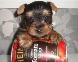 I have 3 yorkie puppies available