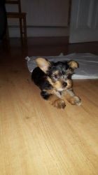 yorkshire terrier puppies for adorable homes