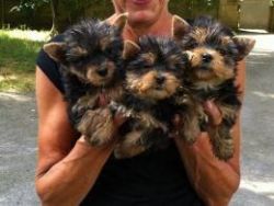 yorkshire terrier puppies readyfor lovely homes