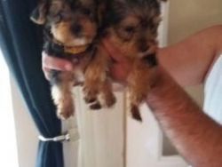 beautiful yorkshire terrier pupppies