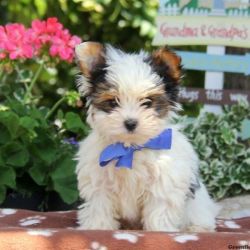 beautiful yorkshire terrier available now
